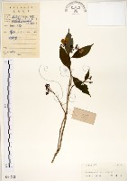 華八仙藏品圖，第1張