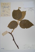 毛花楊桃藏品圖，第1張