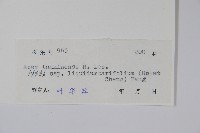 楓葉槭藏品圖，第2張