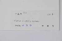 串珠子藏品圖，第2張