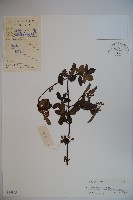珍珠莢迷藏品圖，第1張