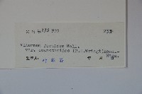 珍珠莢迷藏品圖，第2張