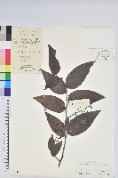 長穗越橘藏品圖，第1張