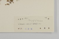 無心菜、鵝不食草藏品圖，第2張