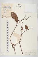 微凹牛果藤藏品圖，第1張