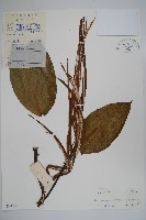 小萼菜豆樹藏品圖，第1張