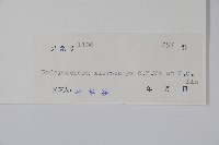 小萼菜豆樹藏品圖，第2張