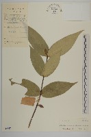 木犀假衛矛藏品圖，第1張