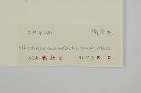 木犀假衛矛藏品圖，第3張