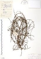 無根草藏品圖，第1張