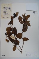 山銀花藏品圖，第1張