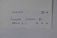 山銀花藏品圖，第2張