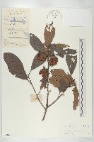 柿、柿仔、紅柿藏品圖，第1張