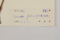 草珊瑚、紅果金粟蘭藏品圖，第3張