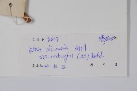 濱鹽膚木、羅氏鹽膚木藏品圖，第2張