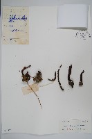 穗花蛇菰藏品圖，第1張