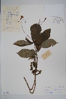 大葉鳳仙花藏品圖，第1張