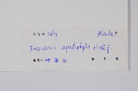 大葉鳳仙花藏品圖，第2張