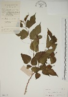 小桑樹藏品圖，第1張