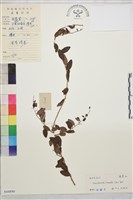 小葉黃鱔藤藏品圖，第2張