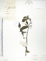 楮樹藏品圖，第1張