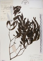 刀葉槲寄生、刀葉桑寄生藏品圖，第1張