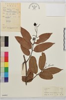 鉤狀雀梅藤, 巒大雀梅藤藏品圖，第1張