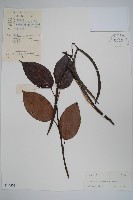 大花帘子藤藏品圖，第1張