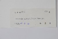 大花帘子藤藏品圖，第2張