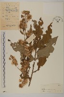 裡白艾納香藏品圖，第1張