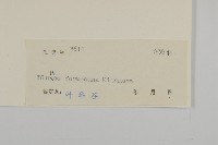 裡白艾納香藏品圖，第3張