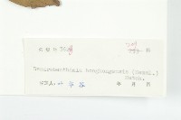 香港四照花藏品圖，第3張