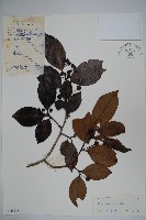 登錄號:S044914藏品圖，第1張