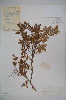 蕊帽忍冬藏品圖，第1張