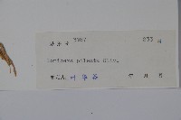 蕊帽忍冬藏品圖，第2張