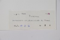 長葉野扇花藏品圖，第2張