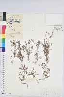 葉下珠、珠仔草藏品圖，第1張