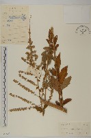 角菜、珍珠菜藏品圖，第1張