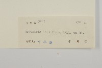 角菜、珍珠菜藏品圖，第3張