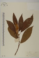 大葉山柳藏品圖，第1張