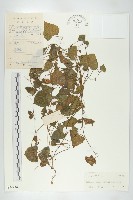 馬交兒藏品圖，第1張