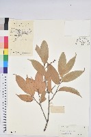 星刺栲、羅浮錐藏品圖，第1張