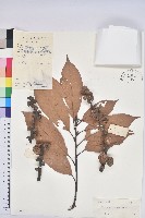 美葉石櫟藏品圖，第1張