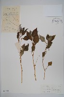 類鴨趾草鳳仙花藏品圖，第1張