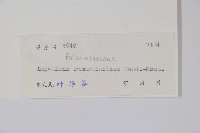 類鴨趾草鳳仙花藏品圖，第2張