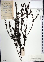 鐵掃帚、千里光藏品圖，第1張