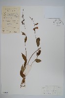 湖南沙參、寬裂沙參藏品圖，第1張