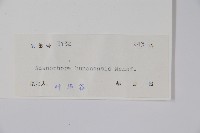 湖南沙參、寬裂沙參藏品圖，第2張