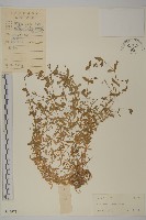 雀舌草藏品圖，第1張