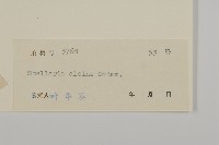 雀舌草藏品圖，第3張